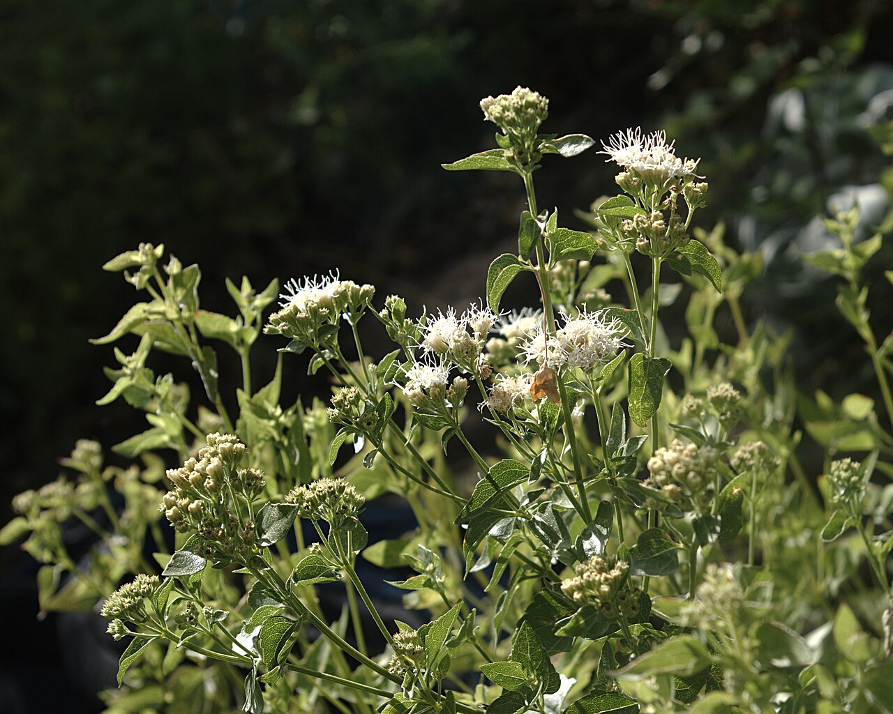 Fragrant snakeroot: Ageratina herbacea , aromatic or Apache snakeroot, Apache Springs Trail, Bandelier National Monument, New Mexico. Thanks to Patrick Alexander at NMPLANTS-L for
