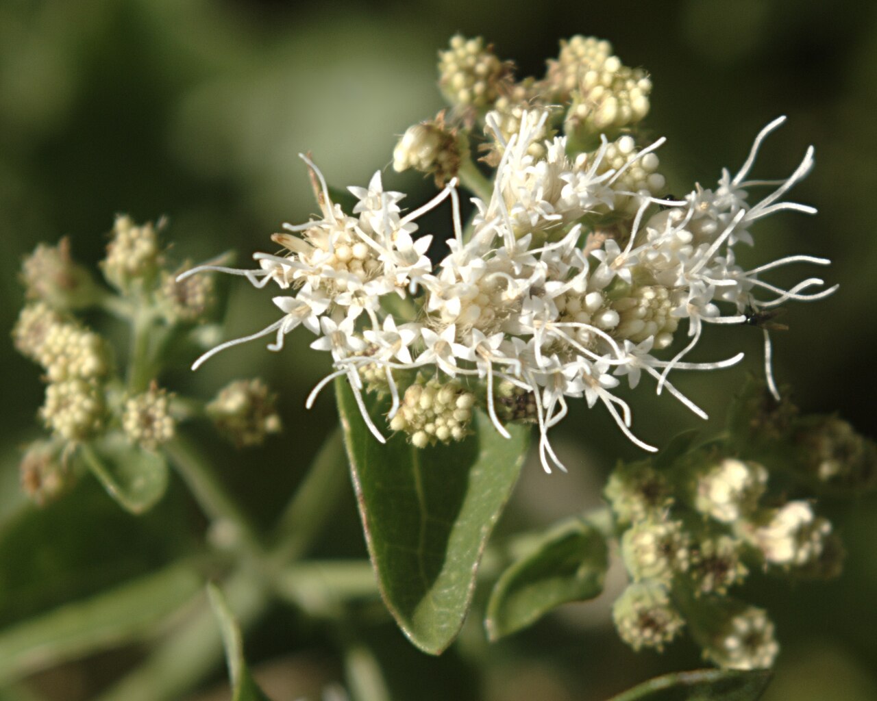 Fragrant snakeroot: Flowers of Ageratina herbacea , fragrant or Apache snakeroot, Apache Springs Trail, Bandelier National Monument, New Mexico. See File:Ageratina herbacea habitus