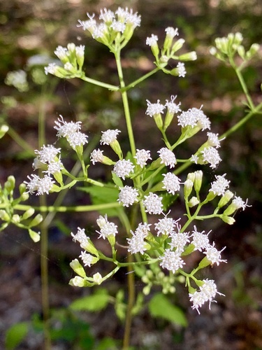 Hammock snakeroot (Ageratina jucunda)