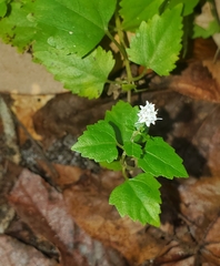 Hammock snakeroot (Ageratina jucunda)