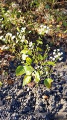 Hammock snakeroot (Ageratina jucunda)