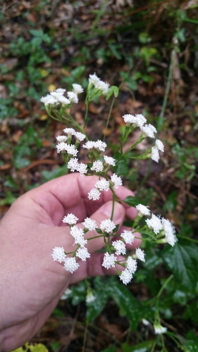 Hammock snakeroot (Ageratina jucunda)