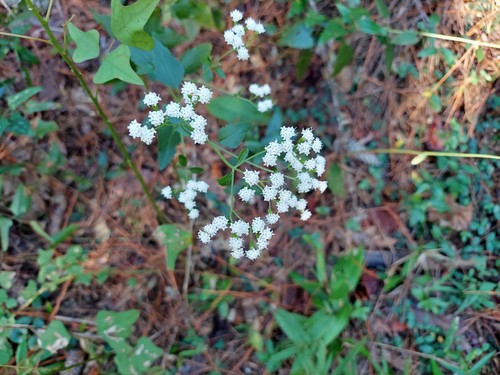 Hammock snakeroot (Ageratina jucunda)