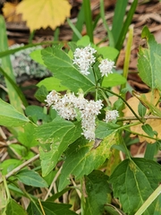 Hammock snakeroot (Ageratina jucunda)
