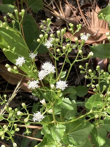 Hammock snakeroot (Ageratina jucunda)