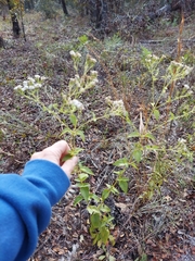 Hammock snakeroot (Ageratina jucunda)