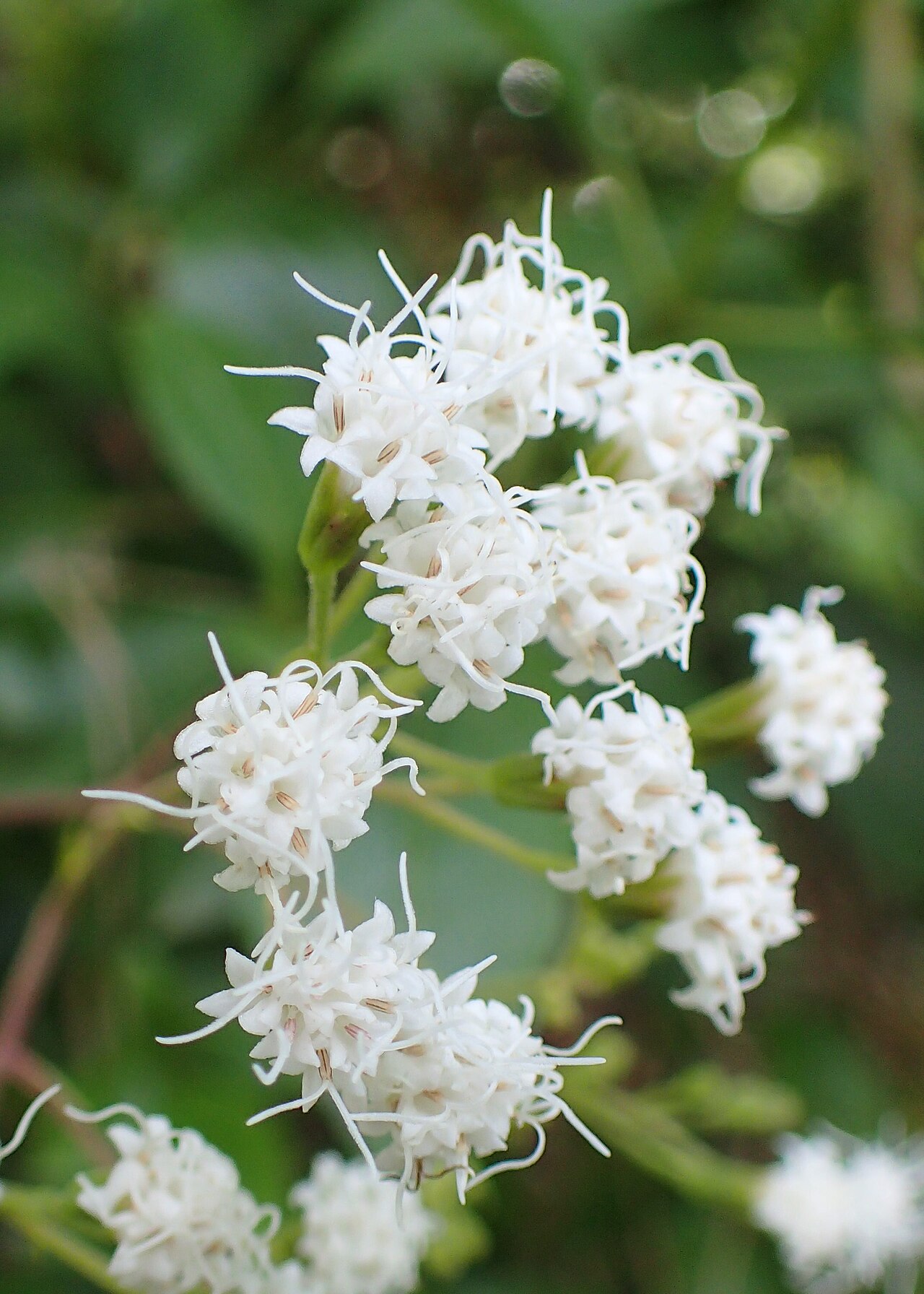 Ageratina ligustrina: Ageratina ligustrina in botanical garden in Batumi