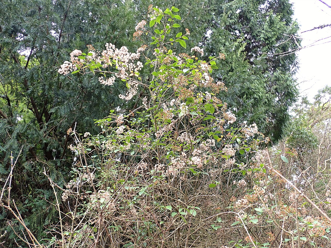 Ageratina ligustrina: Ageratina ligustrina in the Jardim Botânico do Porto, Portugal