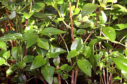 Ageratina ligustrina: Location taken: the New York Botanical Garden. Names: Ageratina ligustrina (DC.) R.M.King & H.Rob., Ageratin Classification: Plantae > Magnoliophyta > Magnoliop