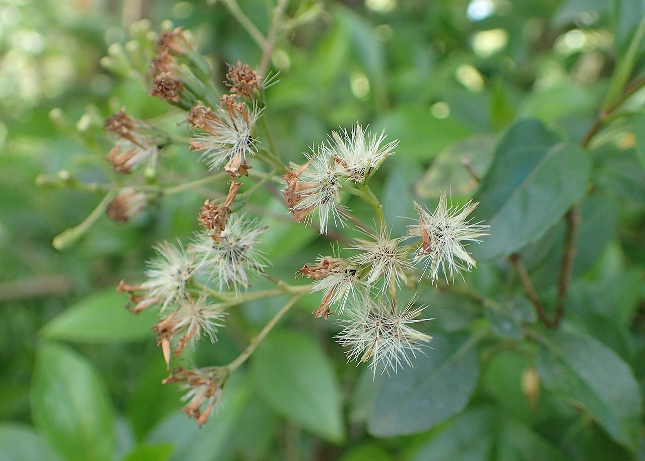 Ageratina ligustrina: Ageratina ligustrina in botanical garden in Batumi