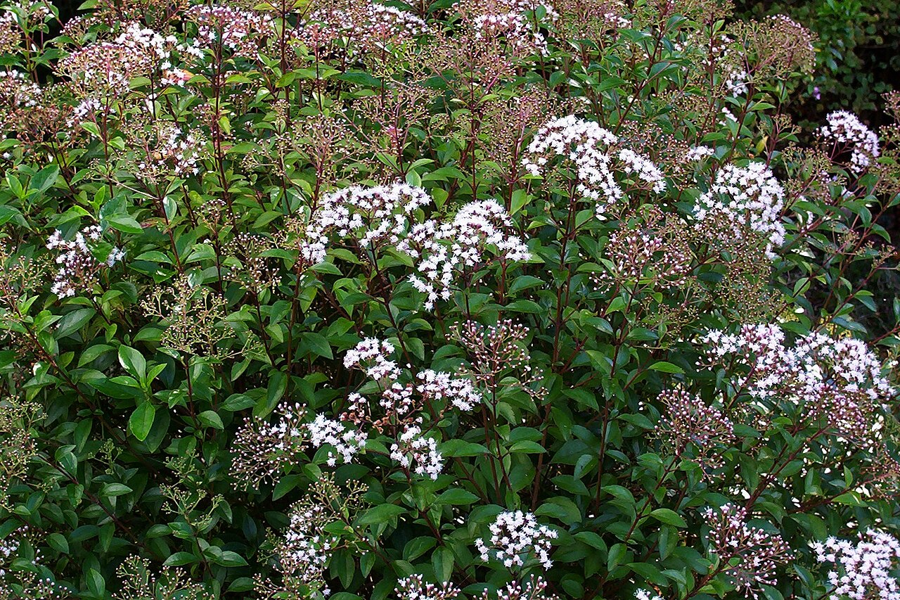 Ageratina ligustrina: Ageratina ligustrina