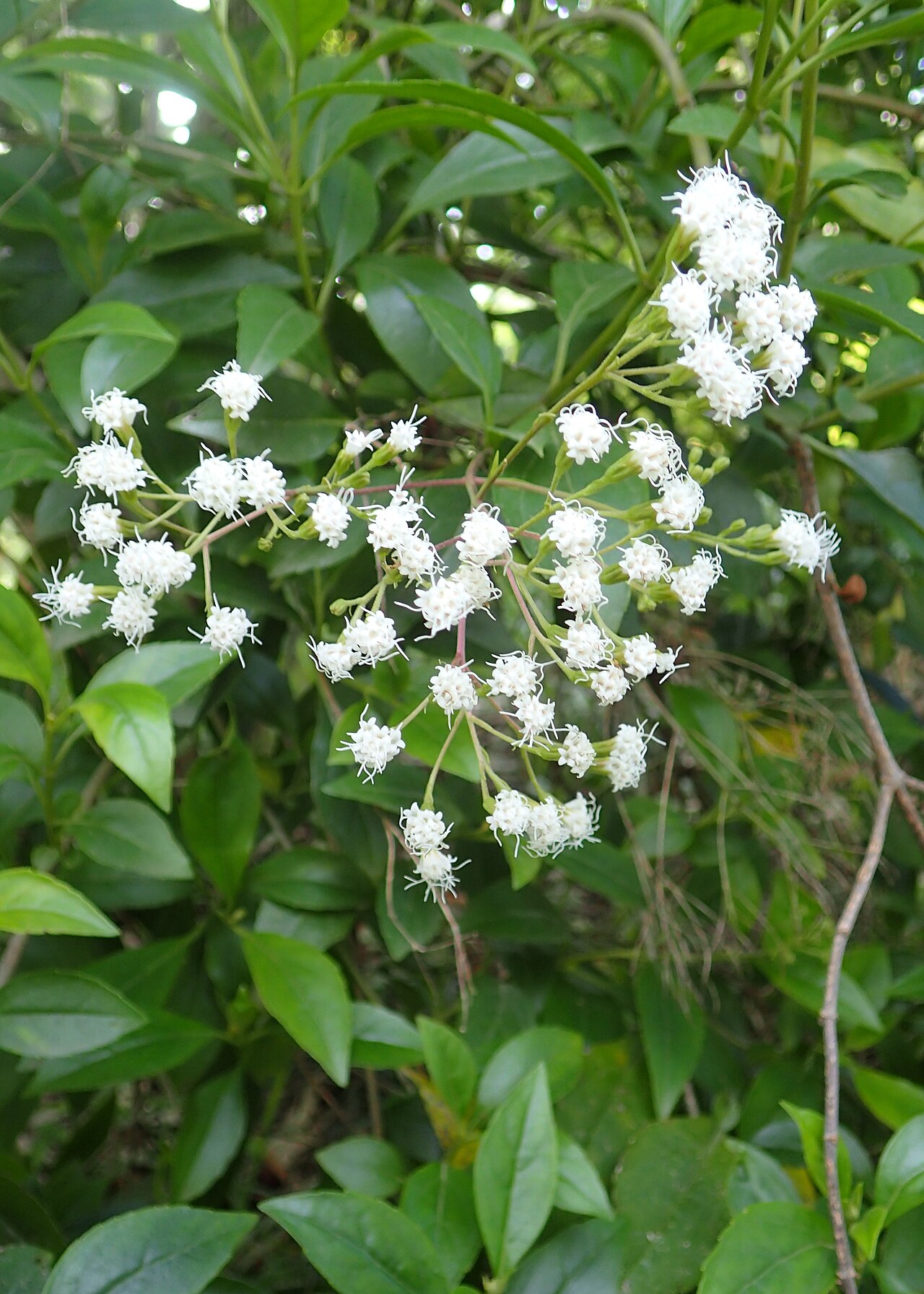 Ageratina ligustrina: Ageratina ligustrina in botanical garden in Batumi