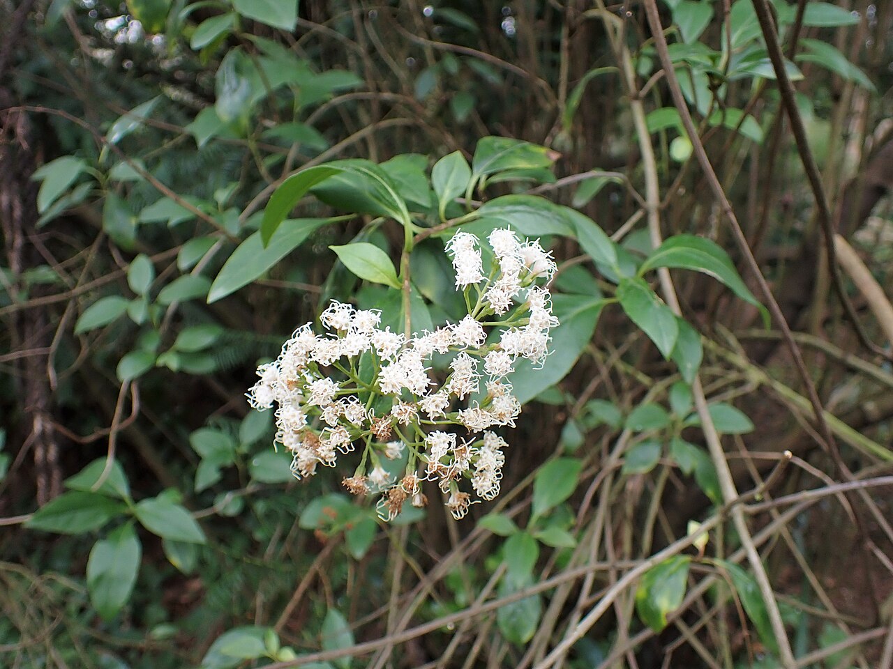 Ageratina ligustrina: Ageratina ligustrina in the Jardim Botânico do Porto, Portugal