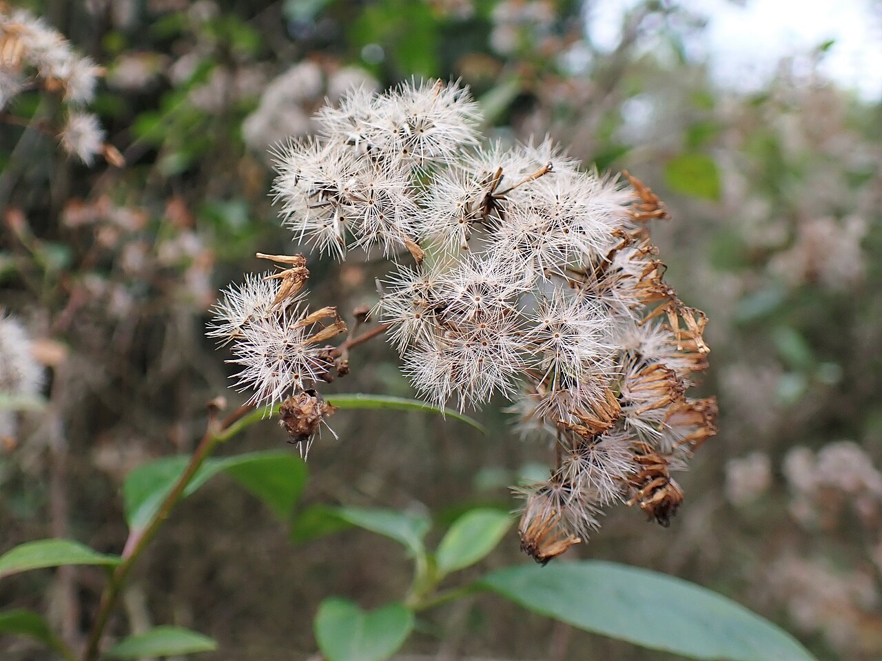 Ageratina ligustrina: Ageratina ligustrina in the Jardim Botânico do Porto, Portugal