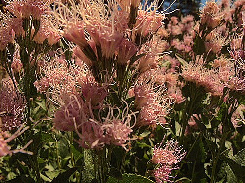 Western snakeroot: Ageratina occidentalis—Western Eupatorium. Eupatorium is named after Mithridates Eupator, King of Pontus about 115 BCE who is said to have discovered an antidot