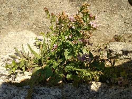 Western snakeroot (Ageratina occidentalis)