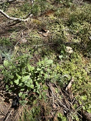 Western snakeroot (Ageratina occidentalis)
