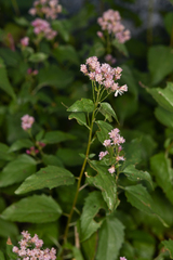 Western snakeroot (Ageratina occidentalis)