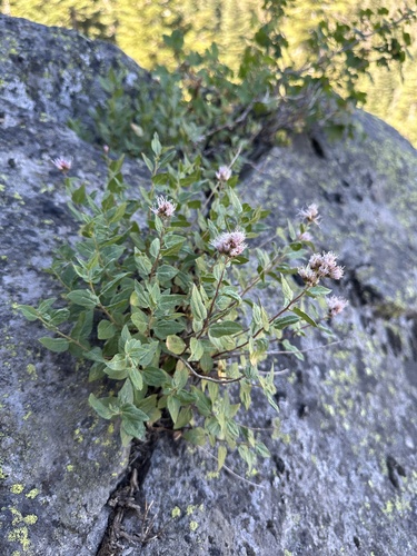 Western snakeroot (Ageratina occidentalis)