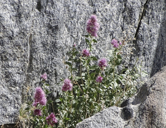Western snakeroot (Ageratina occidentalis)