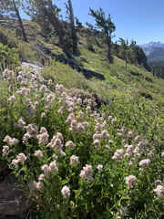 Western snakeroot (Ageratina occidentalis)