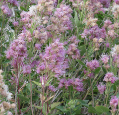 Western snakeroot (Ageratina occidentalis)