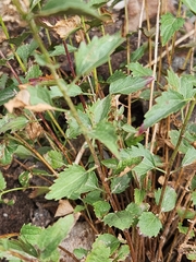 Western snakeroot (Ageratina occidentalis)