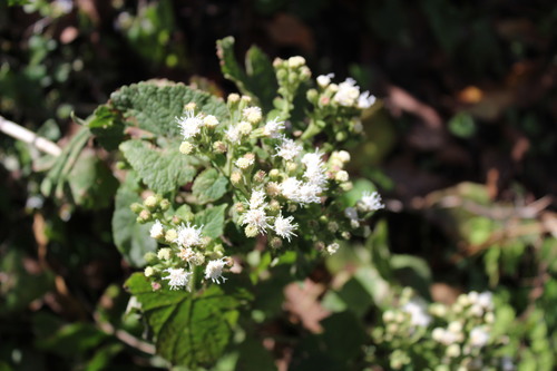 Ageratina petiolaris (Ageratina petiolaris)