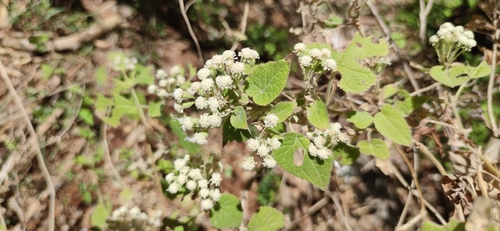 Ageratina petiolaris (Ageratina petiolaris)