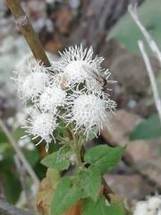 Ageratina petiolaris (Ageratina petiolaris)