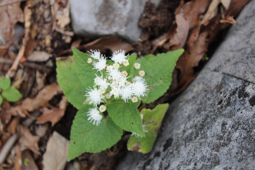 Ageratina petiolaris (Ageratina petiolaris)