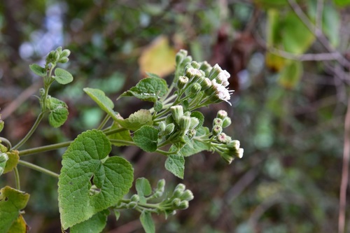 Ageratina petiolaris (Ageratina petiolaris)