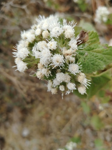 Ageratina petiolaris (Ageratina petiolaris)