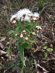 Ageratina petiolaris (Ageratina petiolaris)