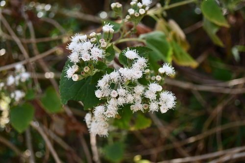 Ageratina petiolaris (Ageratina petiolaris)