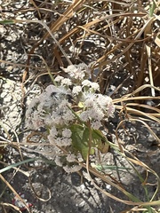 Ageratina petiolaris (Ageratina petiolaris)