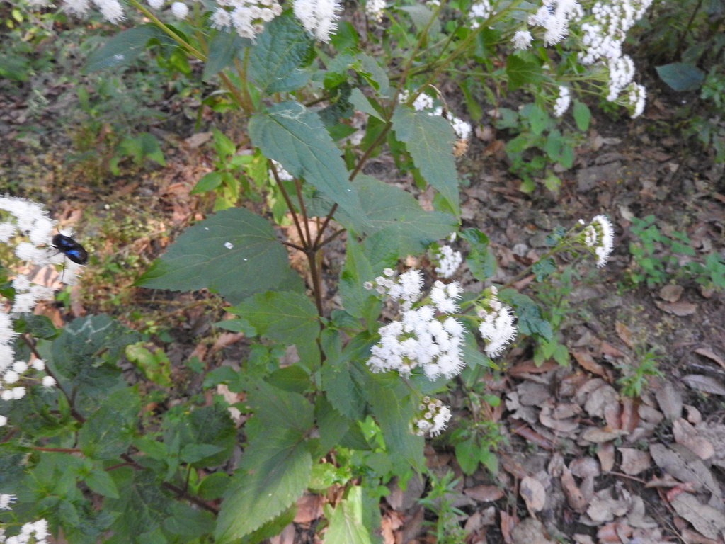 Ageratina petiolaris (Ageratina petiolaris)