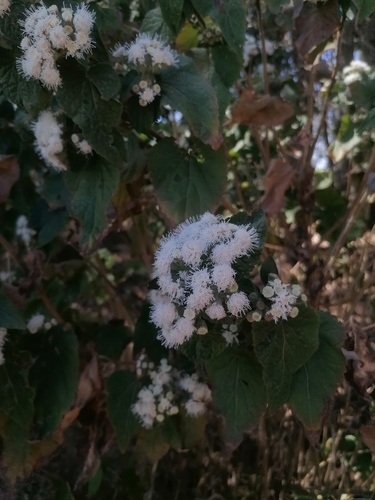 Ageratina petiolaris (Ageratina petiolaris)