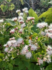 Ageratina petiolaris (Ageratina petiolaris)