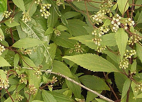 Spreading snakeroot: Leaf morphology acicular (extraction of Ageratina riparia (Breña Alta) 02 ies.jpg)