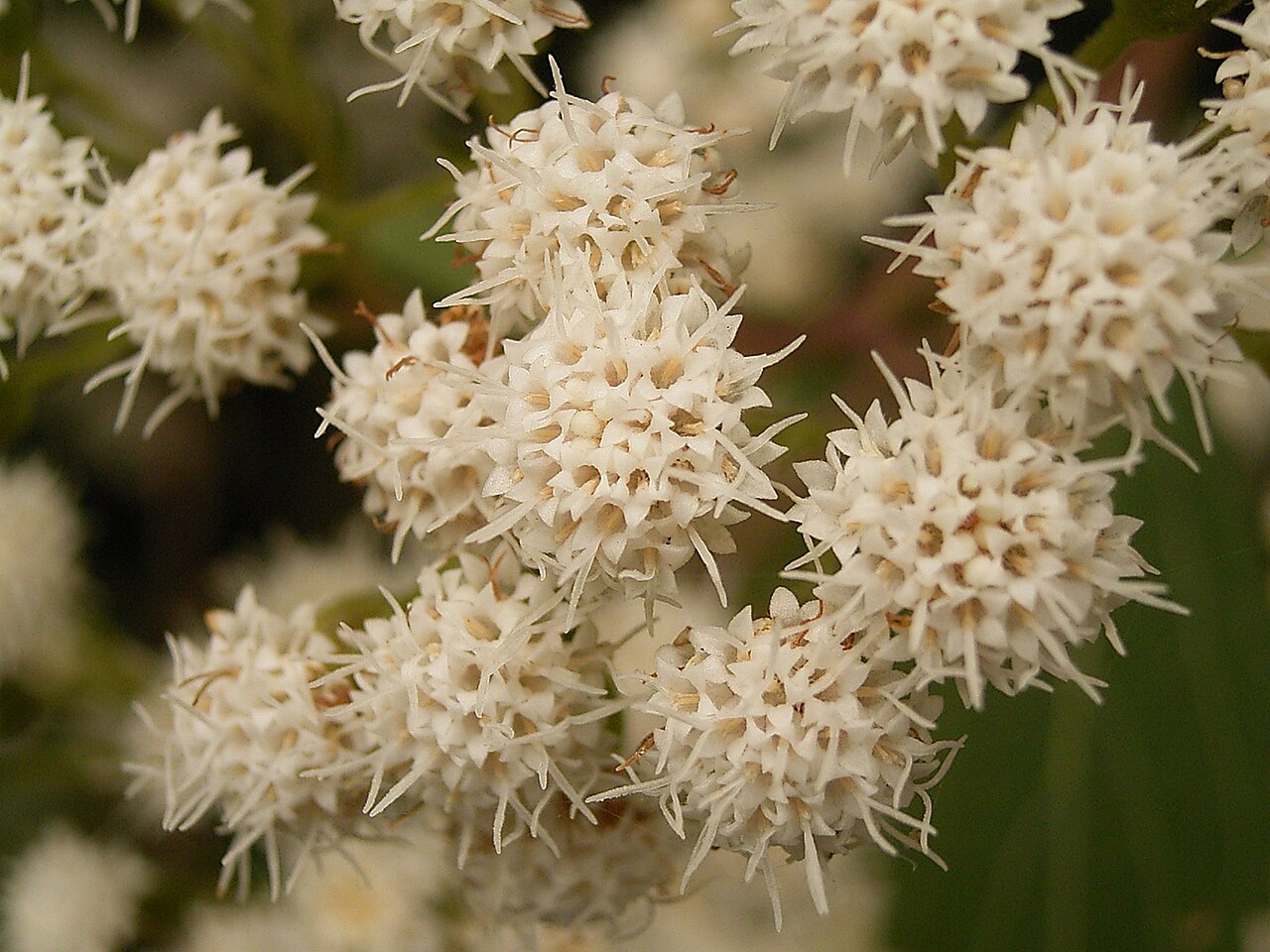 Spreading snakeroot: Ageratina riparia growing in the Los Tilos forest in San Andrés y Sauces , La Palma , Canary Islands