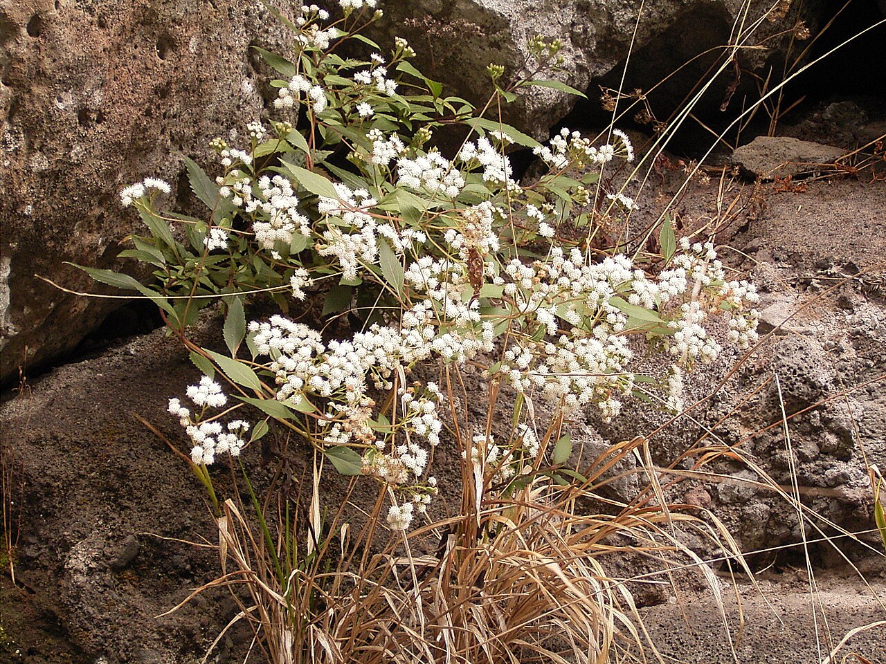 Spreading snakeroot: Ageratina riparia growing in the Los Tilos forest in San Andrés y Sauces , La Palma , Canary Islands