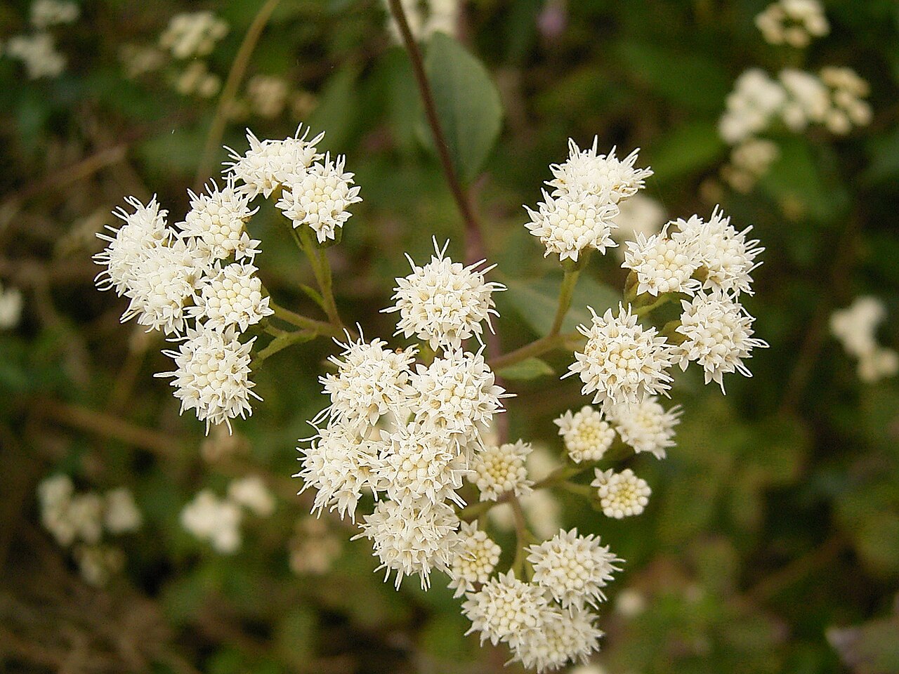 Spreading snakeroot: Ageratina riparia growing in Barlovento , La Palma , Canary Islands
