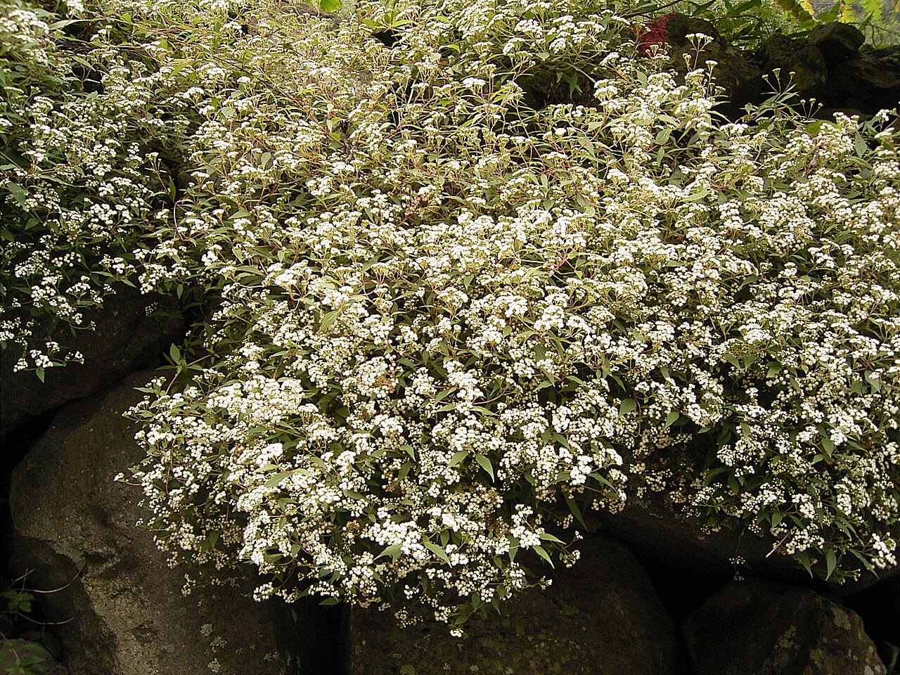 Spreading snakeroot: Ageratina riparia growing in the Los Tilos forest in San Andrés y Sauces , La Palma , Canary Islands