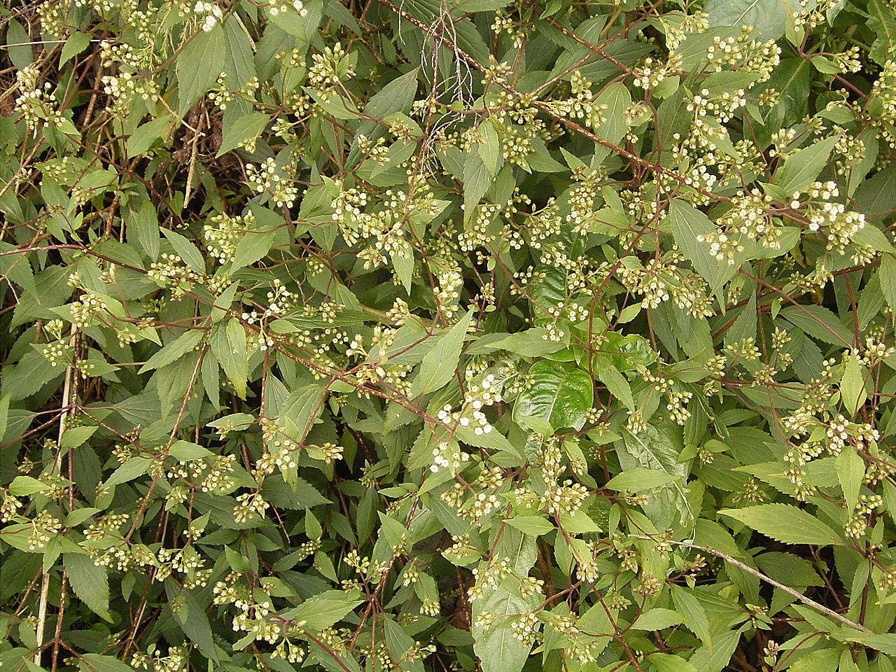Spreading snakeroot: Ageratina riparia growing in Breña Alta , La Palma , Canary Islands