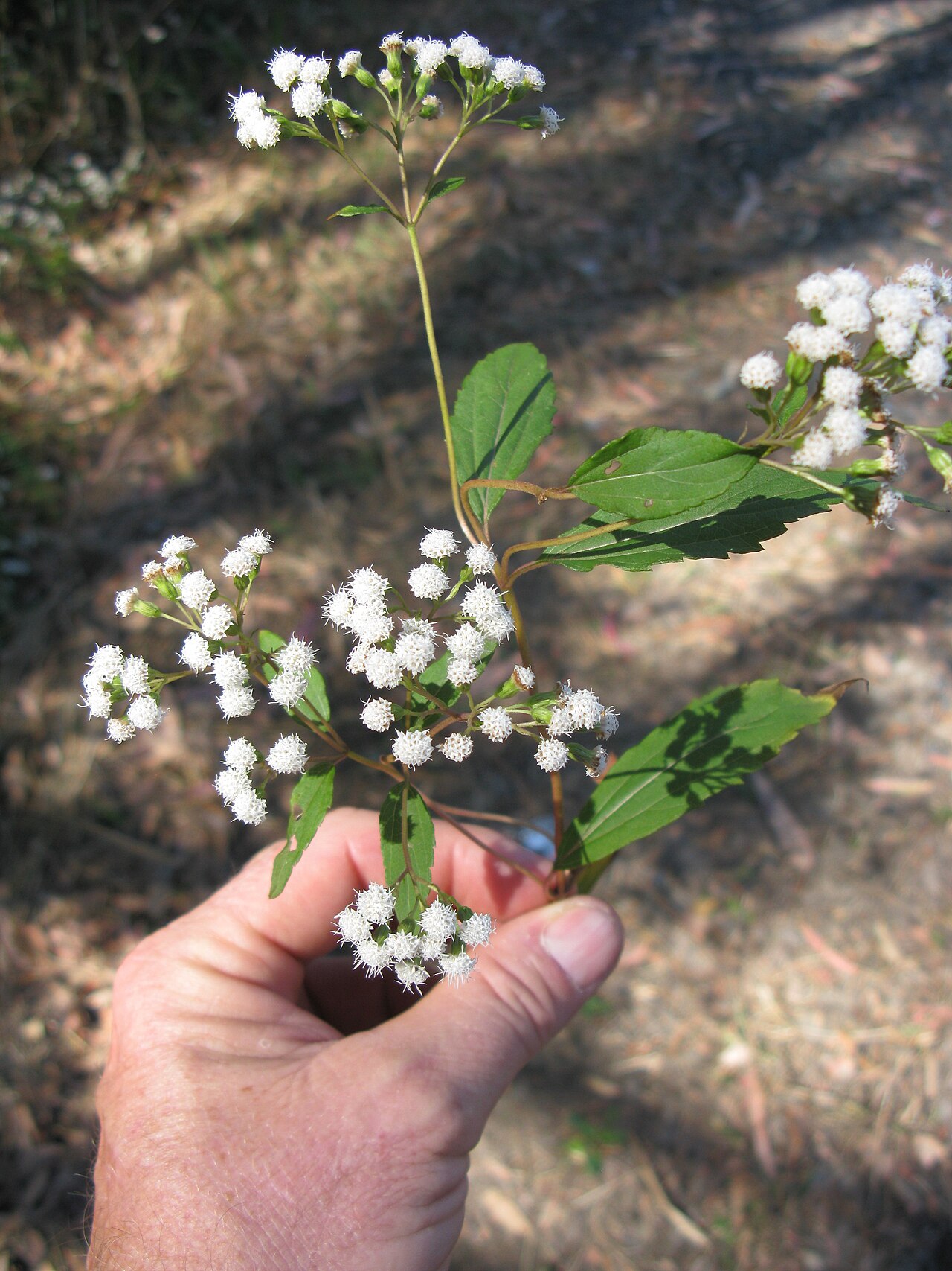 Spreading snakeroot: Introduced, cool-season, perennial, erect, sometimes decumbent herb, 30–100 cm tal. Stems are purplish, spreading prostrate in lower parts, rooting at nodes and