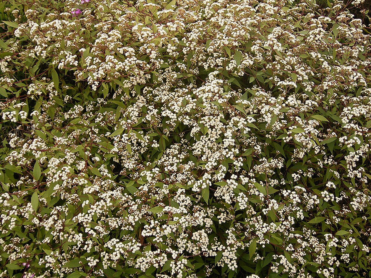 Spreading snakeroot: Ageratina riparia growing in Barlovento , La Palma , Canary Islands