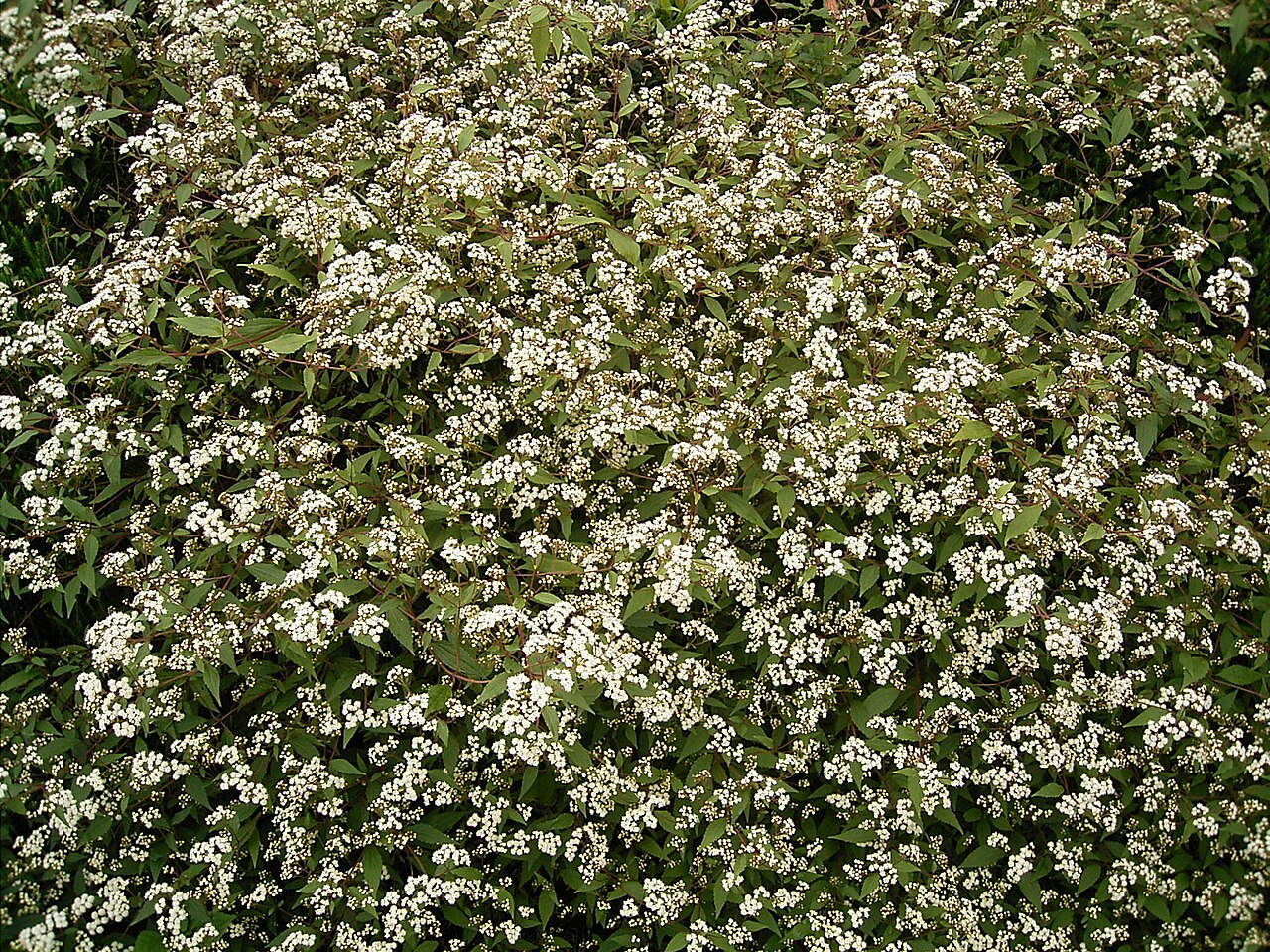 Spreading snakeroot: Ageratina riparia growing in Barlovento , La Palma , Canary Islands
