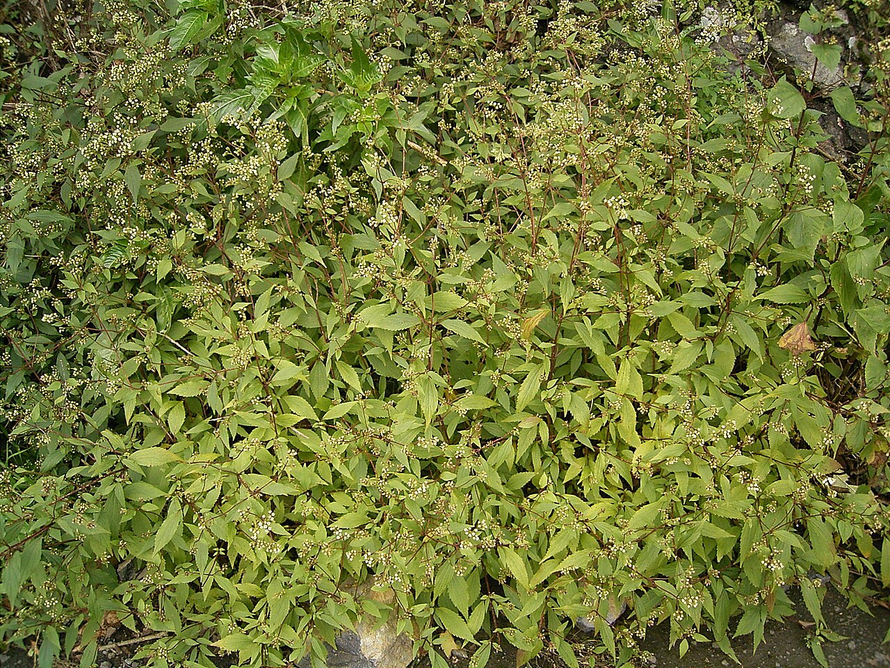 Spreading snakeroot: Ageratina riparia growing in Breña Alta , La Palma , Canary Islands