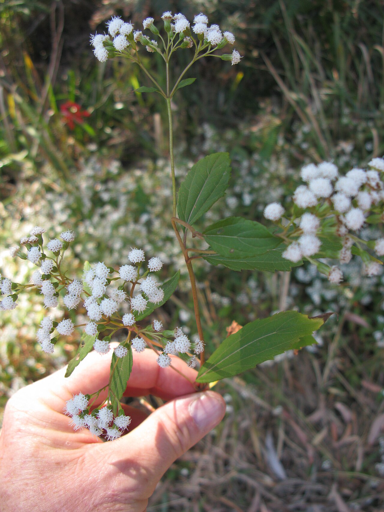 Spreading snakeroot: Introduced, cool-season, perennial, erect, sometimes decumbent herb, 30–100 cm tal. Stems are purplish, spreading prostrate in lower parts, rooting at nodes and